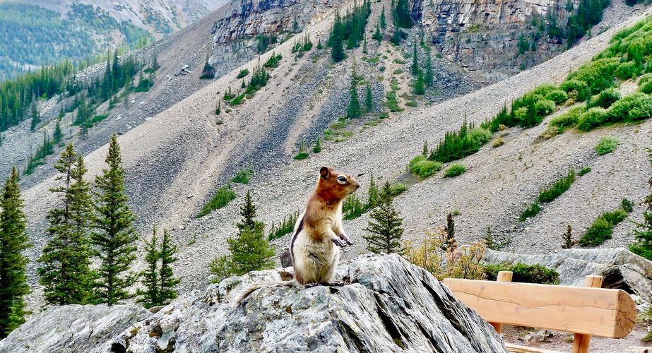 Wangzakeekhoorn groepsreis Canada Wangzakeekhoorn groepsreis Canada
